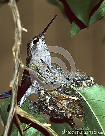 Hummingbird Stock Photo