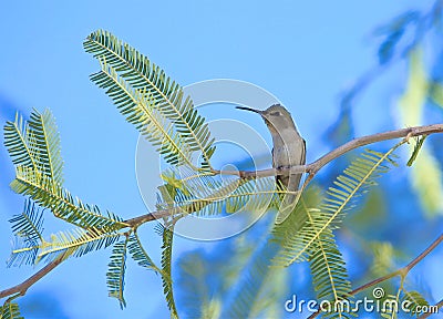 Hummingbird Stock Photo