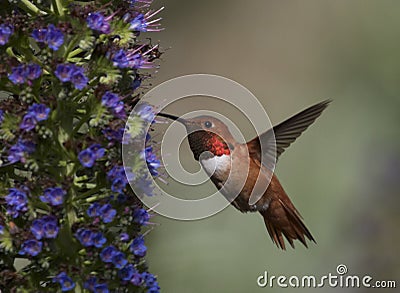 Hummingbird Stock Photo