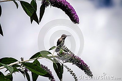 Hummingbird Stock Photo