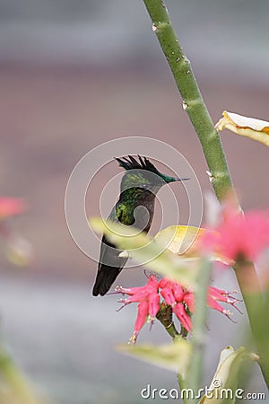 Hummingbird around flowers, Martinique Stock Photo