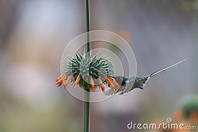 Hummingbird in the Azapa Valley, Chile Stock Photo