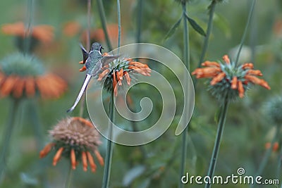 Hummingbird in the Azapa Valley, Chile Stock Photo