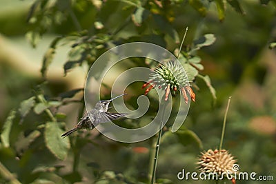 Hummingbird in the Azapa Valley, Chile Stock Photo