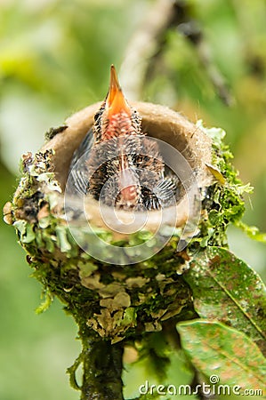 Hummingbird nest Stock Photo