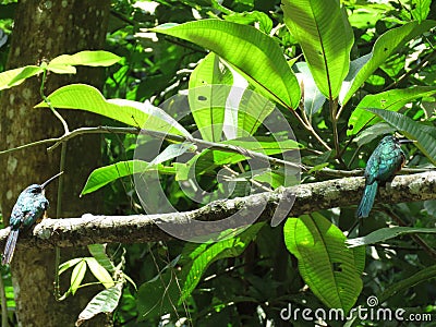 A Hummingbird on branch - Mata Atlantica- Paraty Stock Photo