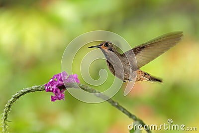 Hummingbird Brown Violet-ear, Colibri delphinae, flying next to beautiful pink flower, nice flowered orange green background, Cost Stock Photo