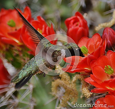 Hummingbird with cactus blooms. Stock Photo