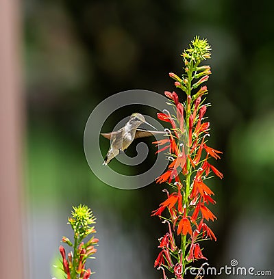 Hummingbird and Cardinal flowers Stock Photo