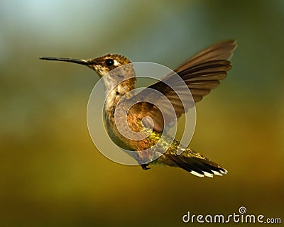 Ruby Throat Hummingbird Flight Stock Photo