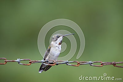 Hummingbird on chain Stock Photo