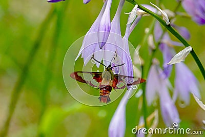 Hummingbird Clearwing Moth Hemaris thysbe Stock Photo