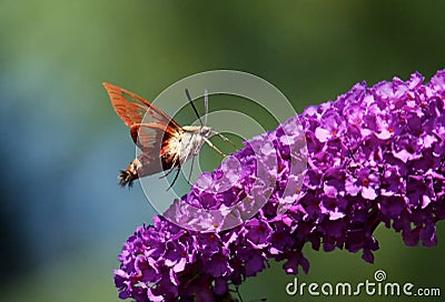 Hummingbird Clearwing Moth Stock Photo