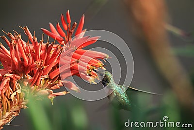 Hummingbird drinking nectar Stock Photo