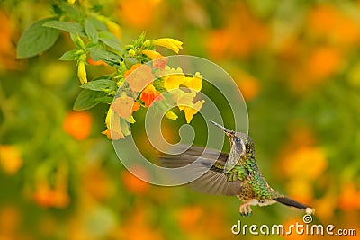 Hummingbird drinking nectar from pink flower. Feeding scene with Speckled Hummingbird. Bird from Colombia tropical forest. Exotic Stock Photo
