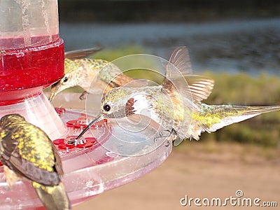 Hummingbird at Feeder Colorado Rockies Close up Stock Photo