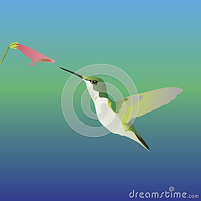 Hummingbird Feeding Vector Illustration