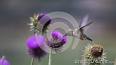 Hummingbird feeding on Flower Stock Photo