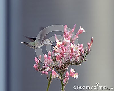 Hummingbird feeding at a flower, Hall Park, Frisco, Texas Stock Photo