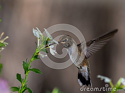 A Hummingbird Feeding on a Flower Stock Photo