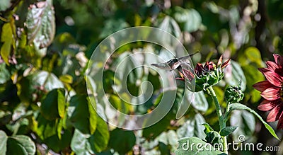 A hummingbird feeding in Missouri Stock Photo