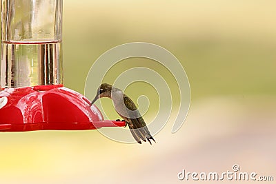 Hummingbird Stock Photo