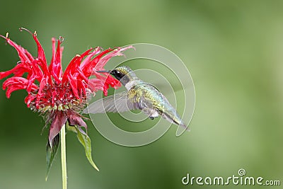 Hummingbird Stock Photo