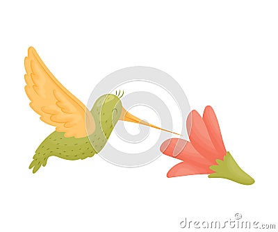 Hummingbird flies over a flower. Vector illustration on white background. Vector Illustration