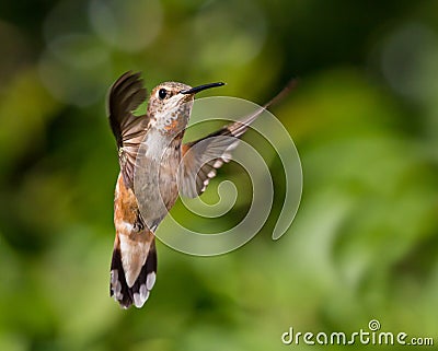 Hummingbird in flight Stock Photo