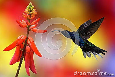 Hummingbird in flight Stock Photo