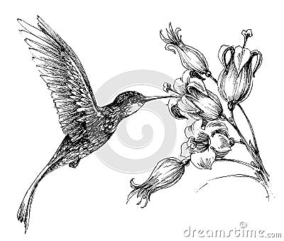 Hummingbird in flight Vector Illustration