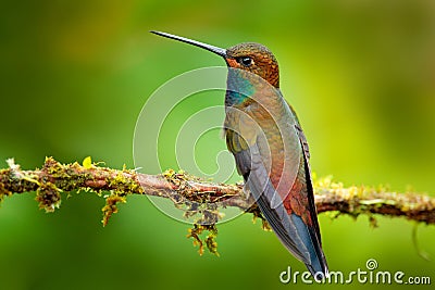 Hummingbird in flight, green forest nature habitat, White-tailed Hillstar, Urochroa bougueri, Montezuma, Colombia Stock Photo