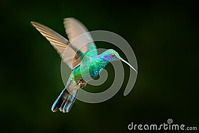 Hummingbird flight. Green Violet-ear, Colibri thalassinus, flying in the nature tropical wood habitat, red flower, Tapanti NP, Cos Stock Photo