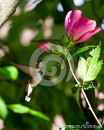 Hummingbird in Flight Nectaring on Rose of Sharon Blosssom Stock Photo