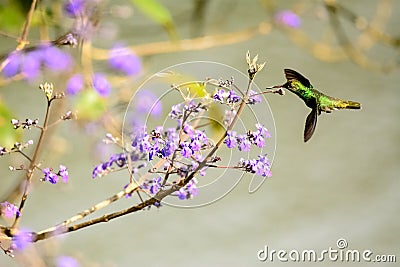 Hummingbird flitting from flower to flower Stock Photo