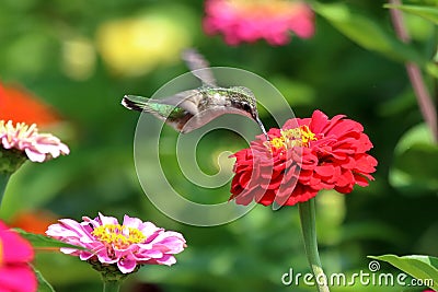 Hummingbird in Flower Garden Stock Photo