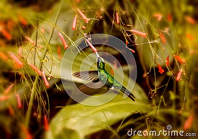 Hummingbird on the fly in a cuban garden. Stock Photo