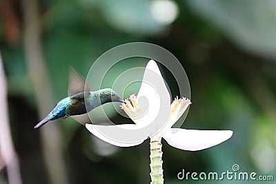 Hummingbird around flowers, french caribbean island Stock Photo