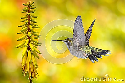 Hummingbird Flying over Yellow Background Stock Photo