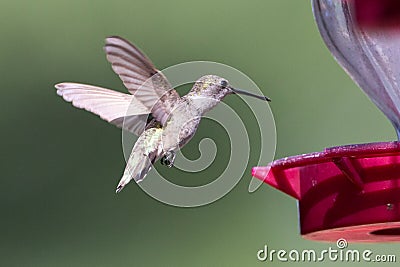 Hummingbird flying towards nectar feeder Stock Photo