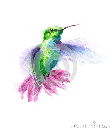 Hummingbird flying Watercolor Bird Illustration Hand Drawn Cartoon Illustration