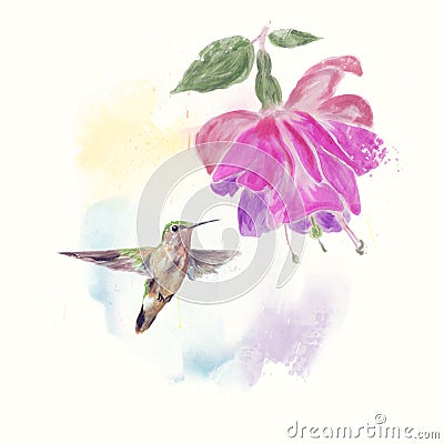 Hummingbird and fuchsia Flower watercolor Stock Photo