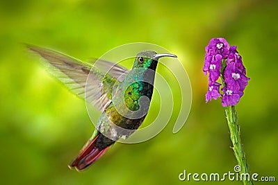 Hummingbird Green-breasted Mango in the fly with light green background and pink flower, Panama Stock Photo