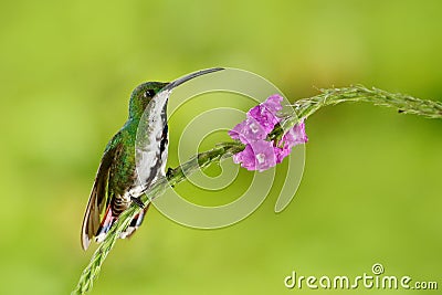 Hummingbird Green-breasted Mango sitting on pink flower. Wild tropic bird in the nature habitat, wildlife, Costa rica. Pink bloom Stock Photo