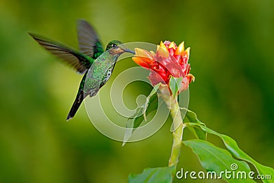 Hummingbird Green-crowned Brilliant, Heliodoxa jacula, green bird from Costa Rica flying next to beautiful red flower with clear b Stock Photo