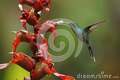 Hummingbird Green Hermit, Phaethornis guy, flying next to beautiful red flower with green forest background, La Paz, Cordillera de Stock Photo
