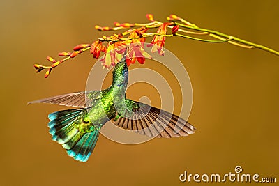 Hummingbird Green Violet-ear, Colibri thalassinus, drinks nectar Stock Photo