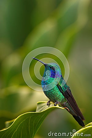 Hummingbird Green Violet-ear (Colibri thalassinus) with green flower in natural habitat, Savegre, Costa Rica Stock Photo