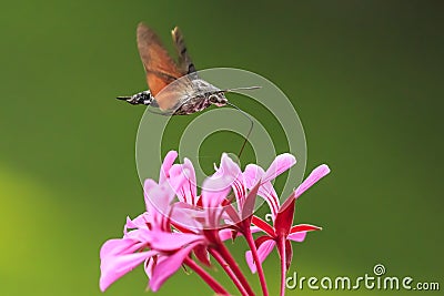 Hummingbird hawk-moth Macroglossum stellatarum feeding on pink f Stock Photo