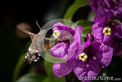 Hummingbird hawk-moth feeding on violet flowers Stock Photo